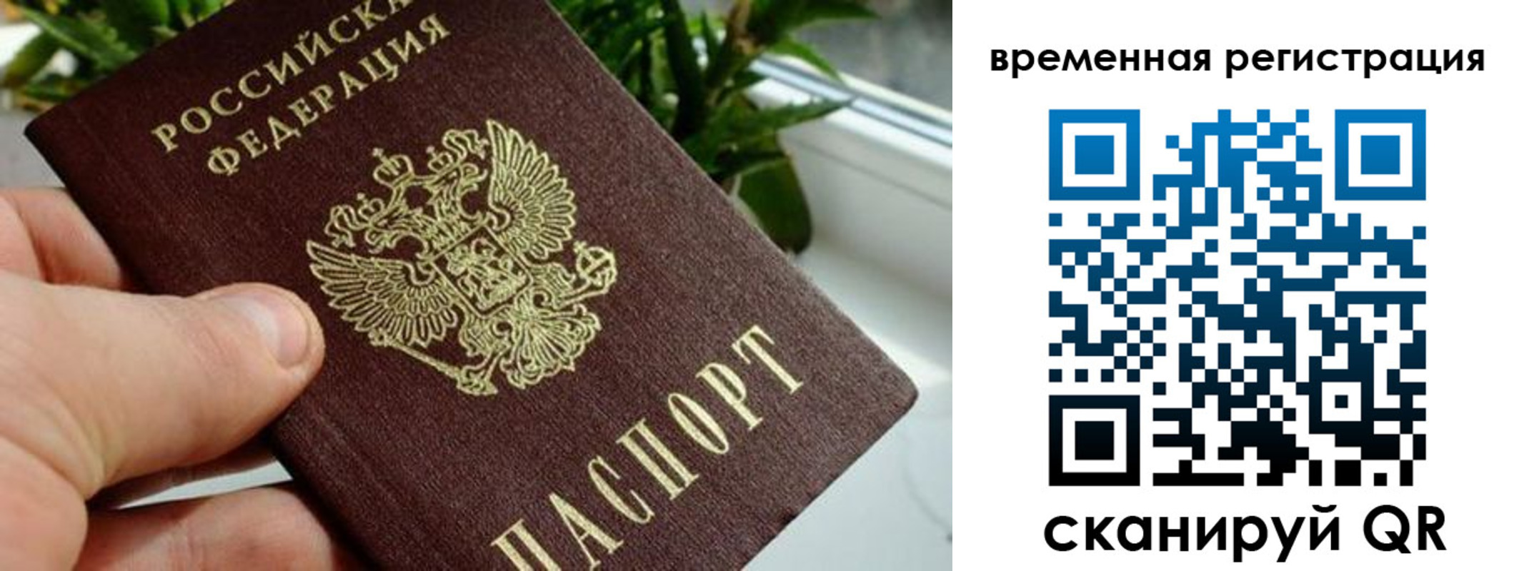 прописка поиск в Волосово